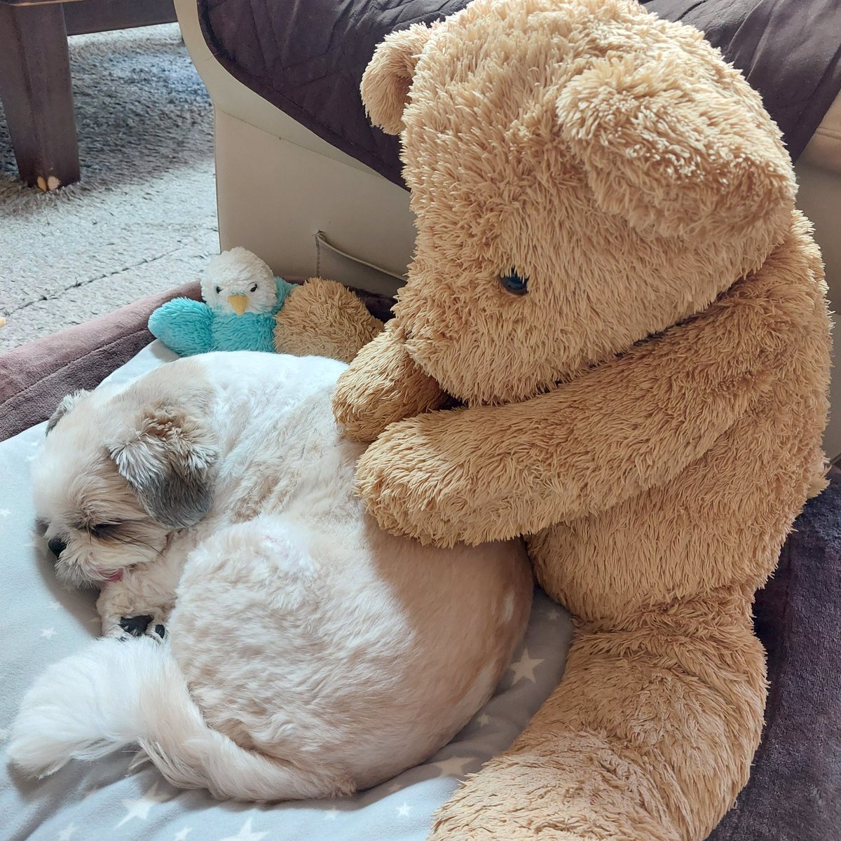 maruluna0314's tweet photo. まる🐶&amp;くまさん🐻
#シーズー #shitzu #日常 #���良し https://t.co/CRaStOjvL8