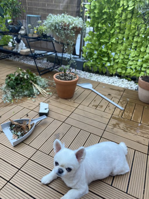 朝からほっといた植木のお手入れ🥲 https://t.co/WIQKCsbykB<a href="/tag/%E3%81%AD%E3%81%9A%E3%81%BF"class="tags"><span>#ねずみ</span></a><a href="/tag/%E5%B1%95%E7%A4%BA"class="tags"><span>#展示</span></a><a href="/tag/%E5%86%99%E7%9C%9F%E5%AE%B6"class="tags"><span>#写真家</span></a><a href="/tag/%E5%8E%9F%E5%95%93%E7%BE%A9"class="tags"><span>#原啓義</span></a><a href="/tag/%E5%9B%9B%E8%B0%B7"class="tags"><span>#四谷</span></a>
