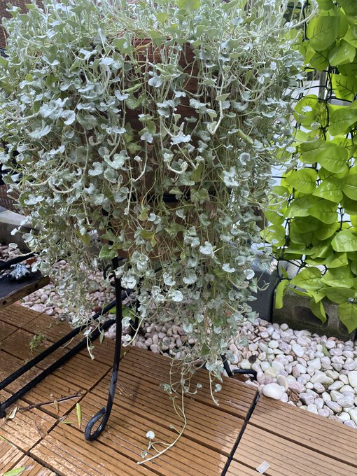 朝からほっといた植木のお手入れ🥲 https://t.co/WIQKCsbykB<a href="/tag/%E3%81%AD%E3%81%9A%E3%81%BF"class="tags"><span>#ねずみ</span></a><a href="/tag/%E5%B1%95%E7%A4%BA"class="tags"><span>#展示</span></a><a href="/tag/%E5%86%99%E7%9C%9F%E5%AE%B6"class="tags"><span>#写真家</span></a><a href="/tag/%E5%8E%9F%E5%95%93%E7%BE%A9"class="tags"><span>#原啓義</span></a><a href="/tag/%E5%9B%9B%E8%B0%B7"class="tags"><span>#四谷</span></a>