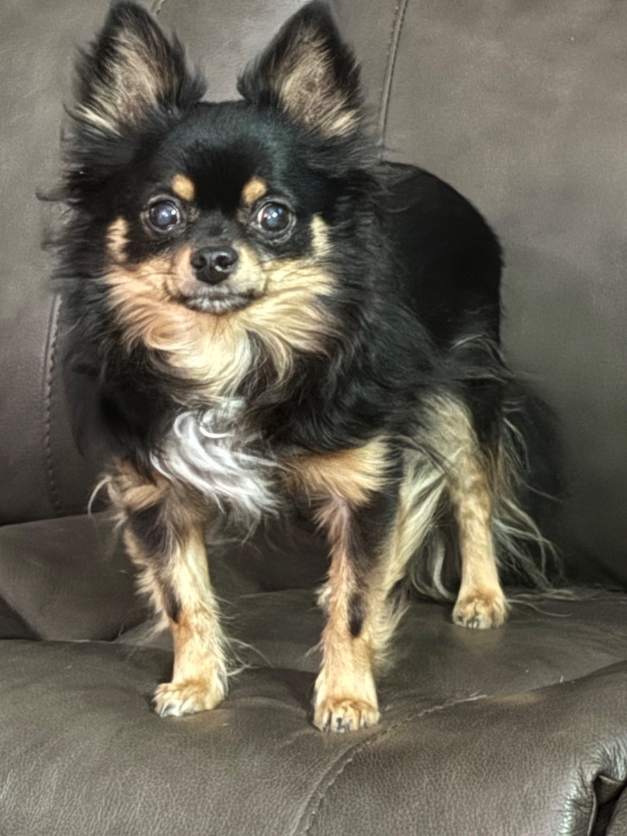 Hellbeastly's tweet image. Rocky wants you to know that #seniordogs are awesome!!!! #dogsoftwitter