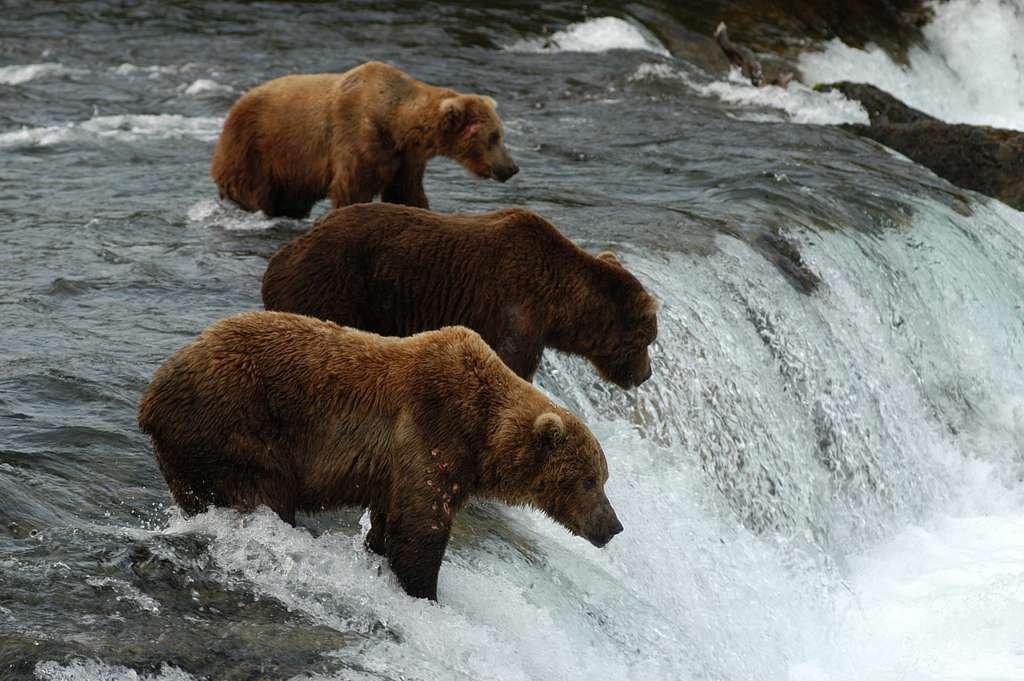 Frivolous Bear Studios tweet media