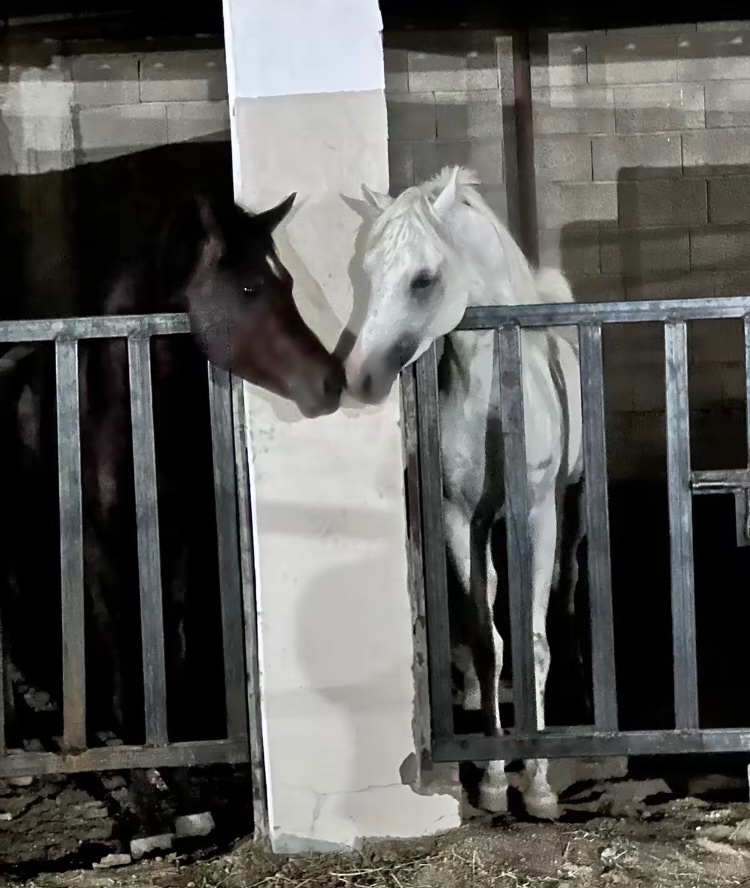 يويلكم لو تضيعوني 🔪🔪