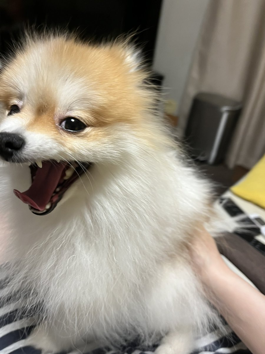 chapacochan's tweet photo. あくびしてる時のブサ顔が好き❤️

#ポメラニアン
#犬のいる暮らし https://t.co/p3KLqCBI9u