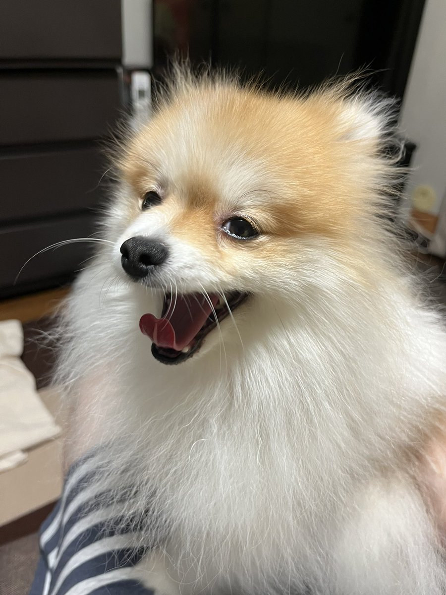 chapacochan's tweet photo. あくびしてる時のブサ顔が好き❤️

#ポメラニアン
#犬のいる暮らし https://t.co/p3KLqCBI9u