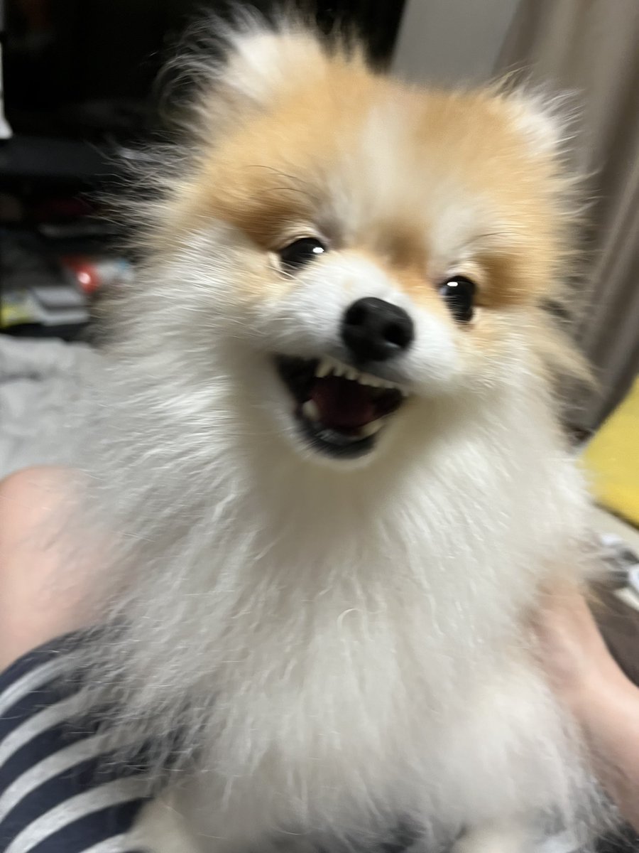 chapacochan's tweet photo. あくびしてる時のブサ顔が好き❤️

#ポメラニアン
#犬のいる暮らし https://t.co/p3KLqCBI9u