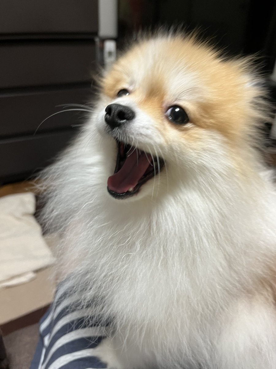 chapacochan's tweet photo. あくびしてる時のブサ顔が好き❤️

#ポメラニアン
#犬のいる暮らし https://t.co/p3KLqCBI9u