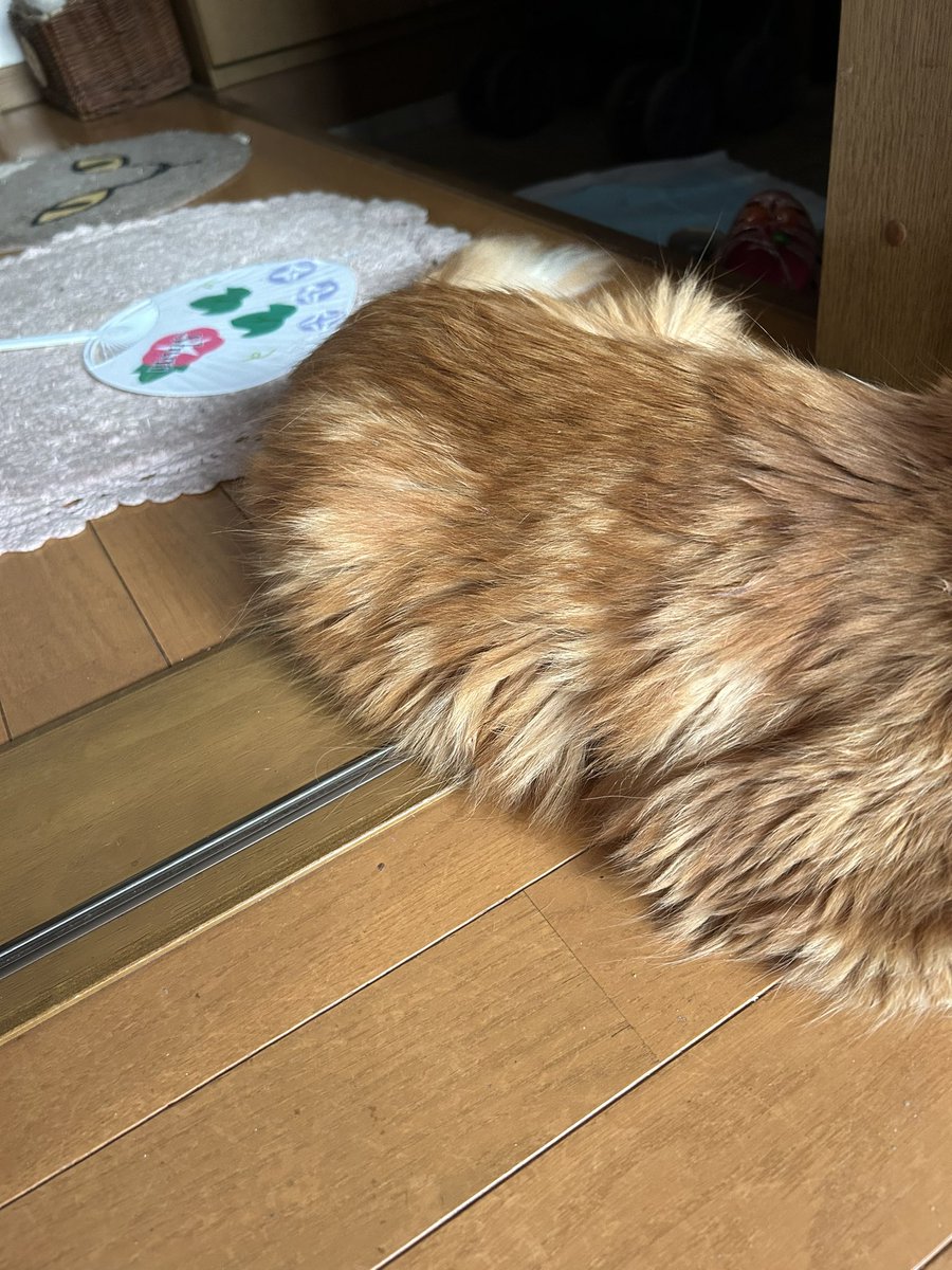 pocomomomo's tweet image. 今日も生きててくれてありがとう。
もう2度と君に会えなくなるんじゃないかって夜眠ることが怖くてなかなか寝つけない日もある。
毎回朝が来て一目散にちゃちゃのところに行くと、ぽやっとした顔でこっちを見てくる。安心して1日が始まる。
今日も一緒に生きていこうね。
#ちゃもも頑張ってます