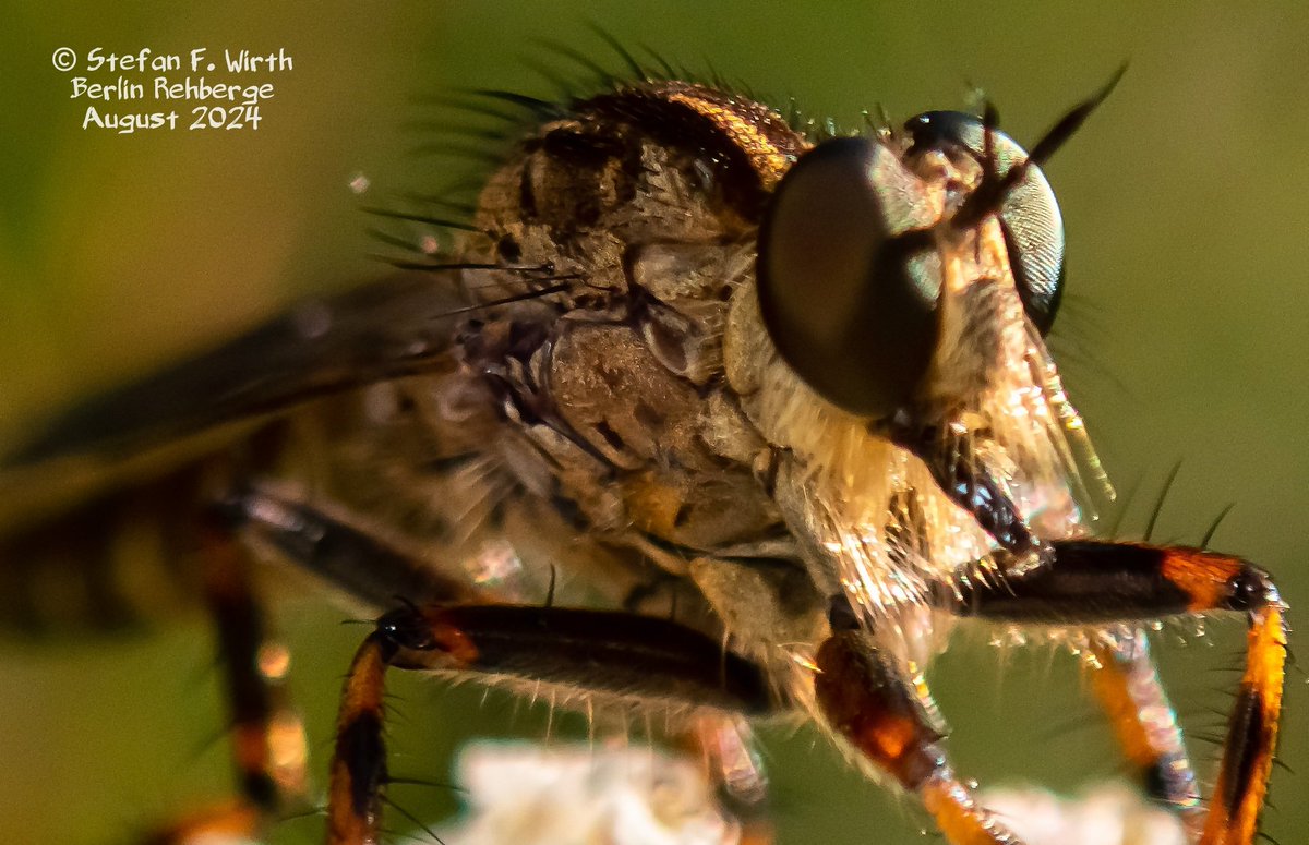 wirthstef's tweet photo. About #robberflies, their #adaptations to the #predatory #lifestyle, their #phylogenetic position within the #Diptera and the #biology of the species #Tolmerus (#Machimus) #cingulatus. 

Robber flies (#Asilidae, #Diptera) are often noticed by humans in their natural habitat because of their size, strong #claws, "humped" thorax area and relatively large #eyes. We can usually identify these insects well due to their frequently observed behavior of remaining in a #lurking position at elevated vantage points, such as tree stumps, fences or building walls, and then flying up at lightning speed at the appropriate moment.

The for their insect victims venomous Asilidae are adapted to kill their prey in flight. They are faced with the problem of having to hold onto the prey efficiently, but also kill it quickly so that they can start feeding on it straight away, which is then continued in a protected area. Losing prey that is still alive or dead would be a waste of energy that the animals cannot afford. A kind of stabbing apparatus has #evolved, formed mainly from the #hypopharynx and the #galeae, which impales the prey and holds it at the same time. The prey insect is grabbed with the claw legs, strong and densely growing #bristles in the area of ​​the mouthparts additionally stabilize the prey in the claws of the robber fly.

The eggs of the Asilidae hatch into #larvae that live #underground, in the galleries of other insects or under #treebark, and prey on the eggs or offspring of other arthropods. I have not yet found any literature evidence of phoretic mites or nematodes on the developmental stages of the Asilidae, but there is evidence of entomoparasitic #nematodes of the #Steinernematidae (Rhabditida) in Asilidae larvae in Bulgaria. The author D. Gradinarov (2003) described corresponding finds in larval representatives of two robber fly genera. Steinernematidae nematodes are interesting from an #evolutionary point of view and in terms of their life strategy, I.a., because they live in #symbiosis with #bacteria that they release inside the #host, which then kill the host, while the nematode feeds primarily on the bacteria that they bring with them, which thrive in large numbers.

The robber fly species in my attached photo series is #Tolmeruscingulatus. This asilid species is widespread in the Palearctic region and is common in Central Europe. It is up to 15 mm long and inhabits forest edges and dry #meadows. The larvae develop in the soil. Although the species likes to prey in flight, the individual in photo 2 appeared to me to have landed next to potential prey, namely a grasshopper (#Chorthippus cf. albomarginatus) sitting on common #yarrow in #Berlin #urbanpark Rehberge. The asilid only landed after I discovered the grasshopper as a photo model, which gave me an interesting camera perspective. However, an attack by the fly did not happen.

According to various authors, #systematically and #phylogenetically, the Asilidae belong to the superordinate taxon #Asiloidea, with subtaxa, whose relationships in detail are not yet well phylogenetically understood. The sister group of the Asiloidea are the bee flies Bombyliidae. The relationships within the Asilidae were reconstructed using molecular data, for example by the authors C. M. Cohen et al. (2021).

© #StefanFWirth Berlin 2024

Sources:

D. Gradinarov (2003):
https://t.co/dqaUHQkvo6

C. M. Cohen et al. (2021):
https://t.co/kIO68qXQd7

Photos:
1-4) Tolmerus (Machimus) cingulatus,
2) grasshopper Chorthippus cf. albomarginatus
1-4) © Stefan F. Wirth 2024, park Rehberge Berlin