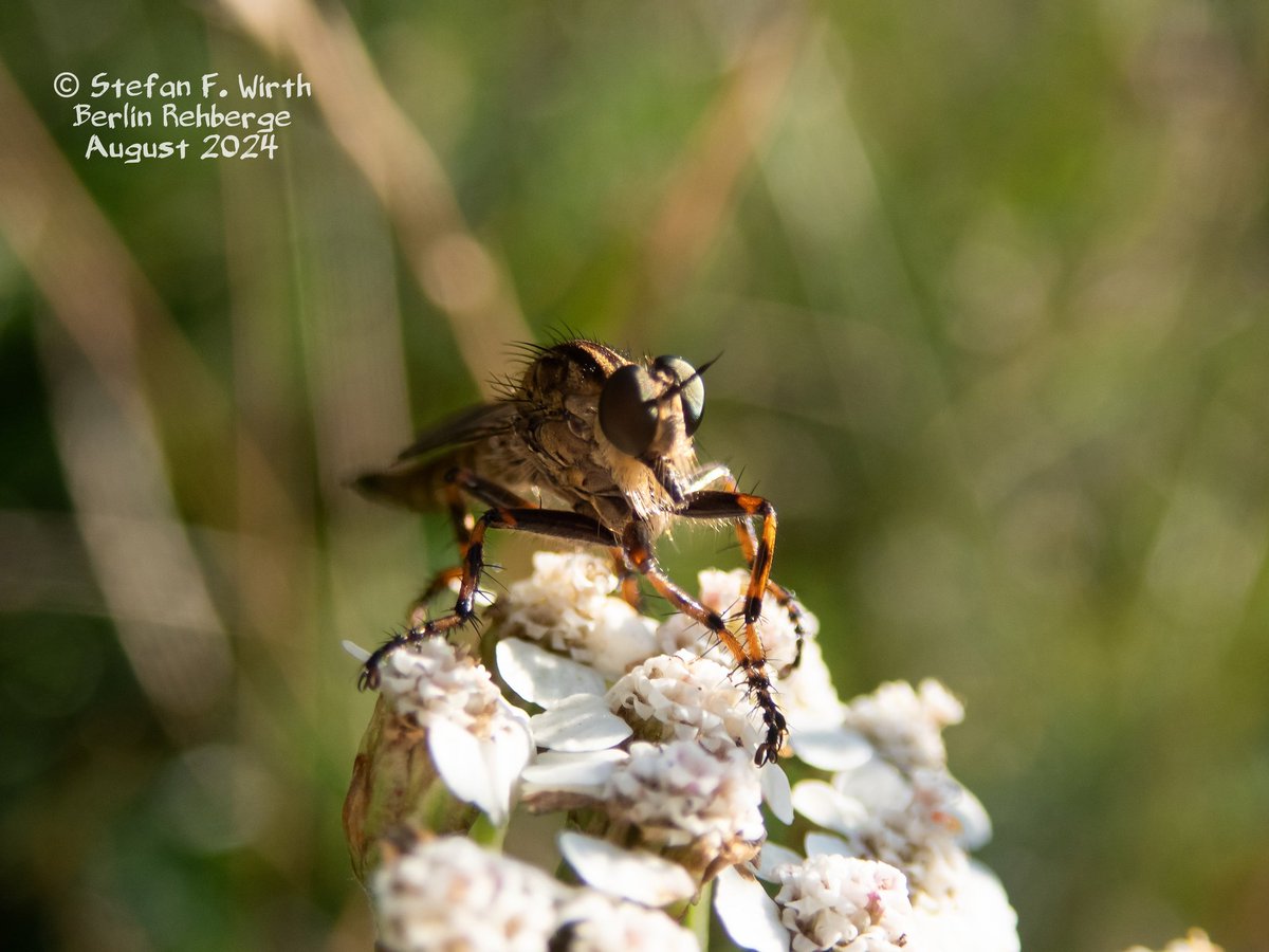 wirthstef's tweet photo. About #robberflies, their #adaptations to the #predatory #lifestyle, their #phylogenetic position within the #Diptera and the #biology of the species #Tolmerus (#Machimus) #cingulatus. 

Robber flies (#Asilidae, #Diptera) are often noticed by humans in their natural habitat because of their size, strong #claws, "humped" thorax area and relatively large #eyes. We can usually identify these insects well due to their frequently observed behavior of remaining in a #lurking position at elevated vantage points, such as tree stumps, fences or building walls, and then flying up at lightning speed at the appropriate moment.

The for their insect victims venomous Asilidae are adapted to kill their prey in flight. They are faced with the problem of having to hold onto the prey efficiently, but also kill it quickly so that they can start feeding on it straight away, which is then continued in a protected area. Losing prey that is still alive or dead would be a waste of energy that the animals cannot afford. A kind of stabbing apparatus has #evolved, formed mainly from the #hypopharynx and the #galeae, which impales the prey and holds it at the same time. The prey insect is grabbed with the claw legs, strong and densely growing #bristles in the area of ​​the mouthparts additionally stabilize the prey in the claws of the robber fly.

The eggs of the Asilidae hatch into #larvae that live #underground, in the galleries of other insects or under #treebark, and prey on the eggs or offspring of other arthropods. I have not yet found any literature evidence of phoretic mites or nematodes on the developmental stages of the Asilidae, but there is evidence of entomoparasitic #nematodes of the #Steinernematidae (Rhabditida) in Asilidae larvae in Bulgaria. The author D. Gradinarov (2003) described corresponding finds in larval representatives of two robber fly genera. Steinernematidae nematodes are interesting from an #evolutionary point of view and in terms of their life strategy, I.a., because they live in #symbiosis with #bacteria that they release inside the #host, which then kill the host, while the nematode feeds primarily on the bacteria that they bring with them, which thrive in large numbers.

The robber fly species in my attached photo series is #Tolmeruscingulatus. This asilid species is widespread in the Palearctic region and is common in Central Europe. It is up to 15 mm long and inhabits forest edges and dry #meadows. The larvae develop in the soil. Although the species likes to prey in flight, the individual in photo 2 appeared to me to have landed next to potential prey, namely a grasshopper (#Chorthippus cf. albomarginatus) sitting on common #yarrow in #Berlin #urbanpark Rehberge. The asilid only landed after I discovered the grasshopper as a photo model, which gave me an interesting camera perspective. However, an attack by the fly did not happen.

According to various authors, #systematically and #phylogenetically, the Asilidae belong to the superordinate taxon #Asiloidea, with subtaxa, whose relationships in detail are not yet well phylogenetically understood. The sister group of the Asiloidea are the bee flies Bombyliidae. The relationships within the Asilidae were reconstructed using molecular data, for example by the authors C. M. Cohen et al. (2021).

© #StefanFWirth Berlin 2024

Sources:

D. Gradinarov (2003):
https://t.co/dqaUHQkvo6

C. M. Cohen et al. (2021):
https://t.co/kIO68qXQd7

Photos:
1-4) Tolmerus (Machimus) cingulatus,
2) grasshopper Chorthippus cf. albomarginatus
1-4) © Stefan F. Wirth 2024, park Rehberge Berlin