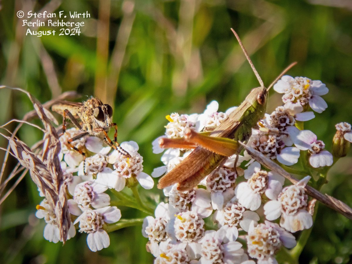 wirthstef's tweet photo. About #robberflies, their #adaptations to the #predatory #lifestyle, their #phylogenetic position within the #Diptera and the #biology of the species #Tolmerus (#Machimus) #cingulatus. 

Robber flies (#Asilidae, #Diptera) are often noticed by humans in their natural habitat because of their size, strong #claws, "humped" thorax area and relatively large #eyes. We can usually identify these insects well due to their frequently observed behavior of remaining in a #lurking position at elevated vantage points, such as tree stumps, fences or building walls, and then flying up at lightning speed at the appropriate moment.

The for their insect victims venomous Asilidae are adapted to kill their prey in flight. They are faced with the problem of having to hold onto the prey efficiently, but also kill it quickly so that they can start feeding on it straight away, which is then continued in a protected area. Losing prey that is still alive or dead would be a waste of energy that the animals cannot afford. A kind of stabbing apparatus has #evolved, formed mainly from the #hypopharynx and the #galeae, which impales the prey and holds it at the same time. The prey insect is grabbed with the claw legs, strong and densely growing #bristles in the area of ​​the mouthparts additionally stabilize the prey in the claws of the robber fly.

The eggs of the Asilidae hatch into #larvae that live #underground, in the galleries of other insects or under #treebark, and prey on the eggs or offspring of other arthropods. I have not yet found any literature evidence of phoretic mites or nematodes on the developmental stages of the Asilidae, but there is evidence of entomoparasitic #nematodes of the #Steinernematidae (Rhabditida) in Asilidae larvae in Bulgaria. The author D. Gradinarov (2003) described corresponding finds in larval representatives of two robber fly genera. Steinernematidae nematodes are interesting from an #evolutionary point of view and in terms of their life strategy, I.a., because they live in #symbiosis with #bacteria that they release inside the #host, which then kill the host, while the nematode feeds primarily on the bacteria that they bring with them, which thrive in large numbers.

The robber fly species in my attached photo series is #Tolmeruscingulatus. This asilid species is widespread in the Palearctic region and is common in Central Europe. It is up to 15 mm long and inhabits forest edges and dry #meadows. The larvae develop in the soil. Although the species likes to prey in flight, the individual in photo 2 appeared to me to have landed next to potential prey, namely a grasshopper (#Chorthippus cf. albomarginatus) sitting on common #yarrow in #Berlin #urbanpark Rehberge. The asilid only landed after I discovered the grasshopper as a photo model, which gave me an interesting camera perspective. However, an attack by the fly did not happen.

According to various authors, #systematically and #phylogenetically, the Asilidae belong to the superordinate taxon #Asiloidea, with subtaxa, whose relationships in detail are not yet well phylogenetically understood. The sister group of the Asiloidea are the bee flies Bombyliidae. The relationships within the Asilidae were reconstructed using molecular data, for example by the authors C. M. Cohen et al. (2021).

© #StefanFWirth Berlin 2024

Sources:

D. Gradinarov (2003):
https://t.co/dqaUHQkvo6

C. M. Cohen et al. (2021):
https://t.co/kIO68qXQd7

Photos:
1-4) Tolmerus (Machimus) cingulatus,
2) grasshopper Chorthippus cf. albomarginatus
1-4) © Stefan F. Wirth 2024, park Rehberge Berlin