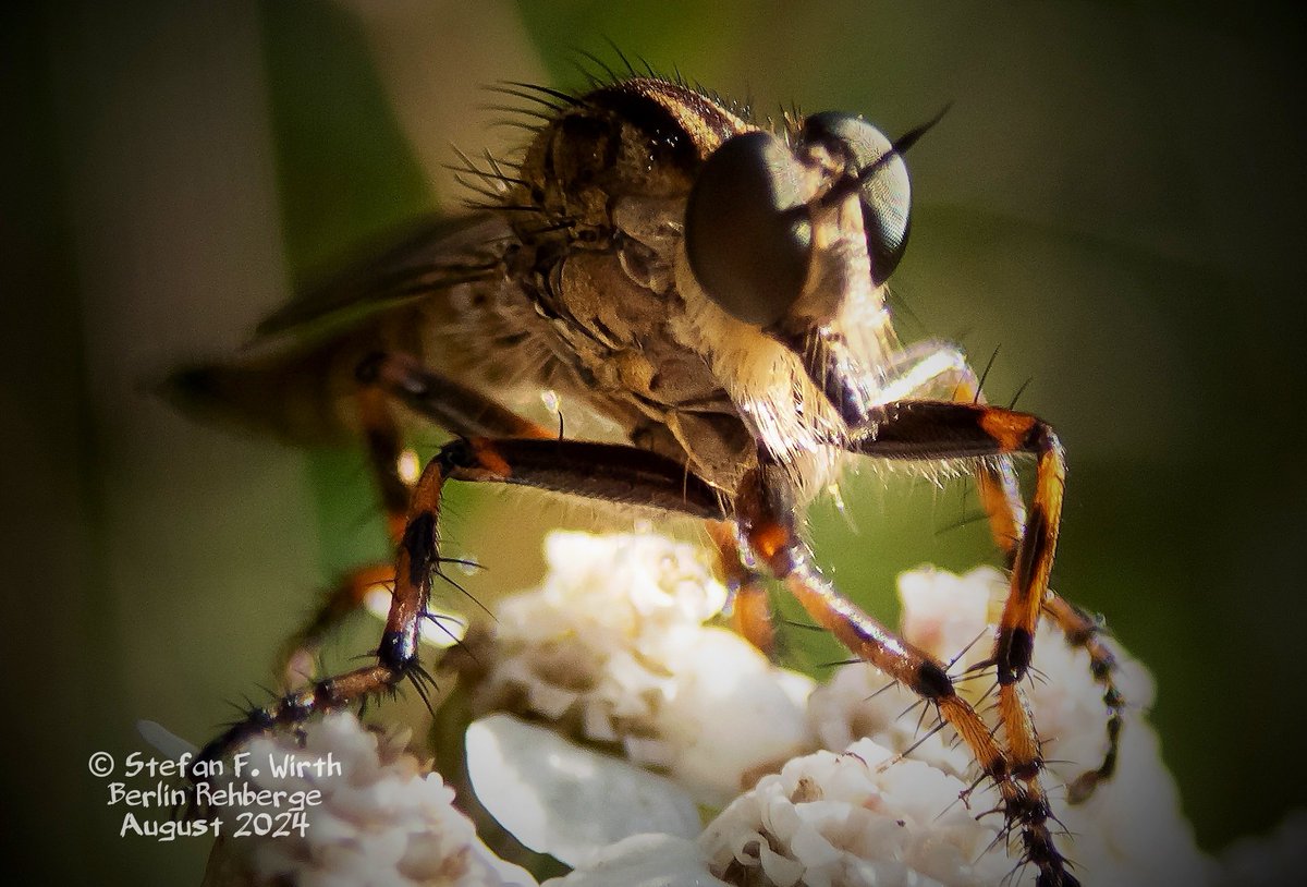 wirthstef's tweet photo. About #robberflies, their #adaptations to the #predatory #lifestyle, their #phylogenetic position within the #Diptera and the #biology of the species #Tolmerus (#Machimus) #cingulatus. 

Robber flies (#Asilidae, #Diptera) are often noticed by humans in their natural habitat because of their size, strong #claws, "humped" thorax area and relatively large #eyes. We can usually identify these insects well due to their frequently observed behavior of remaining in a #lurking position at elevated vantage points, such as tree stumps, fences or building walls, and then flying up at lightning speed at the appropriate moment.

The for their insect victims venomous Asilidae are adapted to kill their prey in flight. They are faced with the problem of having to hold onto the prey efficiently, but also kill it quickly so that they can start feeding on it straight away, which is then continued in a protected area. Losing prey that is still alive or dead would be a waste of energy that the animals cannot afford. A kind of stabbing apparatus has #evolved, formed mainly from the #hypopharynx and the #galeae, which impales the prey and holds it at the same time. The prey insect is grabbed with the claw legs, strong and densely growing #bristles in the area of ​​the mouthparts additionally stabilize the prey in the claws of the robber fly.

The eggs of the Asilidae hatch into #larvae that live #underground, in the galleries of other insects or under #treebark, and prey on the eggs or offspring of other arthropods. I have not yet found any literature evidence of phoretic mites or nematodes on the developmental stages of the Asilidae, but there is evidence of entomoparasitic #nematodes of the #Steinernematidae (Rhabditida) in Asilidae larvae in Bulgaria. The author D. Gradinarov (2003) described corresponding finds in larval representatives of two robber fly genera. Steinernematidae nematodes are interesting from an #evolutionary point of view and in terms of their life strategy, I.a., because they live in #symbiosis with #bacteria that they release inside the #host, which then kill the host, while the nematode feeds primarily on the bacteria that they bring with them, which thrive in large numbers.

The robber fly species in my attached photo series is #Tolmeruscingulatus. This asilid species is widespread in the Palearctic region and is common in Central Europe. It is up to 15 mm long and inhabits forest edges and dry #meadows. The larvae develop in the soil. Although the species likes to prey in flight, the individual in photo 2 appeared to me to have landed next to potential prey, namely a grasshopper (#Chorthippus cf. albomarginatus) sitting on common #yarrow in #Berlin #urbanpark Rehberge. The asilid only landed after I discovered the grasshopper as a photo model, which gave me an interesting camera perspective. However, an attack by the fly did not happen.

According to various authors, #systematically and #phylogenetically, the Asilidae belong to the superordinate taxon #Asiloidea, with subtaxa, whose relationships in detail are not yet well phylogenetically understood. The sister group of the Asiloidea are the bee flies Bombyliidae. The relationships within the Asilidae were reconstructed using molecular data, for example by the authors C. M. Cohen et al. (2021).

© #StefanFWirth Berlin 2024

Sources:

D. Gradinarov (2003):
https://t.co/dqaUHQkvo6

C. M. Cohen et al. (2021):
https://t.co/kIO68qXQd7

Photos:
1-4) Tolmerus (Machimus) cingulatus,
2) grasshopper Chorthippus cf. albomarginatus
1-4) © Stefan F. Wirth 2024, park Rehberge Berlin