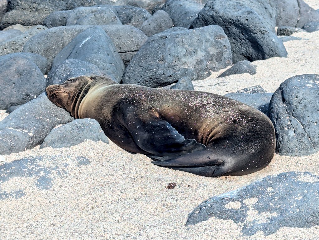 vickiemorgado1's tweet image. An amazing day visiting North Seymour Island this a.m. for a hike. Saw many species including sea lions, blue footed boobies, frigate birds. In p.m snorkeled in Rabida Island with giant rays, shark, fish and sea lions. s #educatorexplorer, #whereiexplore #grosvenorteacherfellow