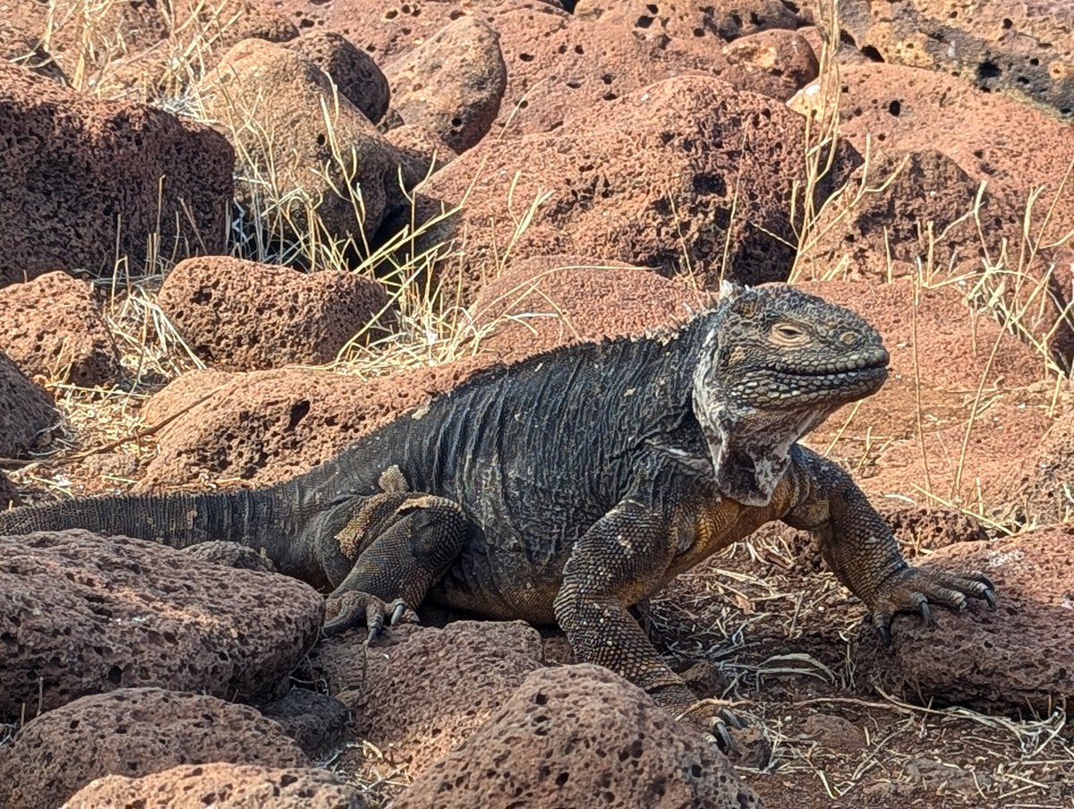 vickiemorgado1's tweet image. An amazing day visiting North Seymour Island this a.m. for a hike. Saw many species including sea lions, blue footed boobies, frigate birds. In p.m snorkeled in Rabida Island with giant rays, shark, fish and sea lions. s #educatorexplorer, #whereiexplore #grosvenorteacherfellow