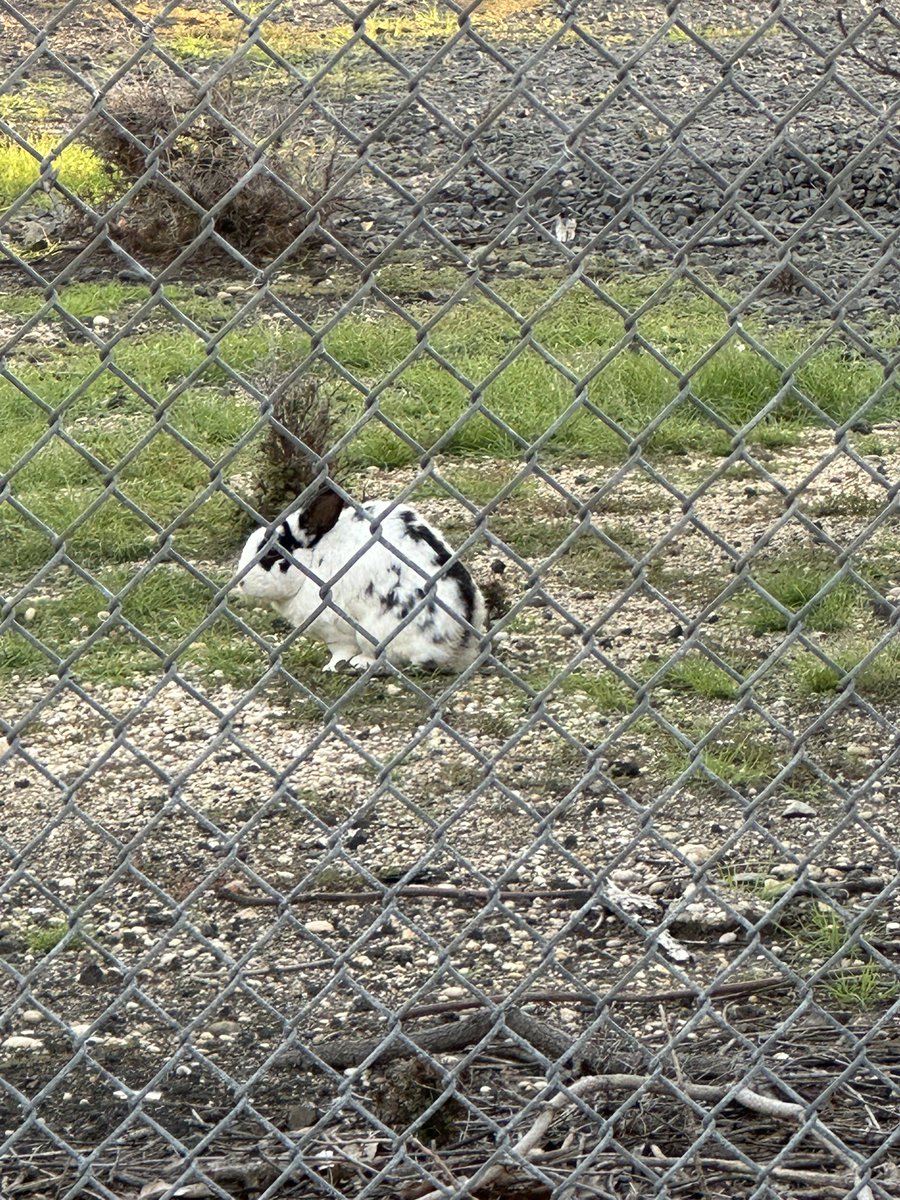 samcarrell's tweet photo. Spotted!  House bunny at the Hewlett, NY train.  Please share 

#lostbunny #hewlettNY #helphim #whosbunnyisthis https://t.co/i4NvJBv03B