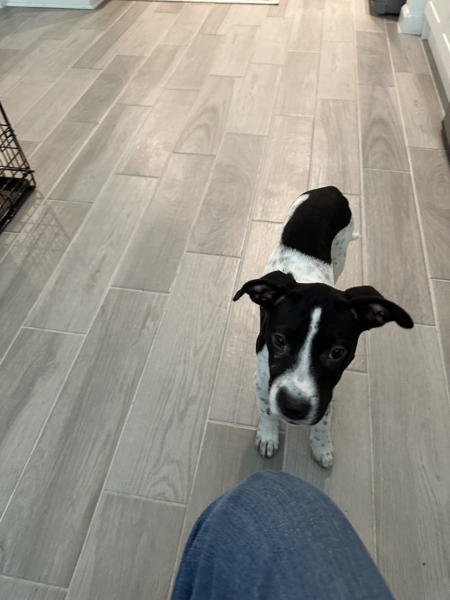 iblinks's tweet image. Two new additions to my home