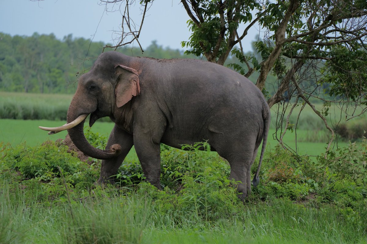 The gentle giants of Dudhwa Tiger Reserve. One of the many species of Dudhwa who have adapted, prospered and made it their home. Congratulations to all on this #WorldElephantDay2024
⁦<a href="/moefcc/">MoEF&CC</a>⁩ ⁦<a href="/UpforestUp/">Environment, Forest and Climate Change Department</a>⁩ ⁦<a href="/uptourismgov/">UP Tourism</a>⁩  ⁦<a href="/NatGeo/">National Geographic</a>⁩