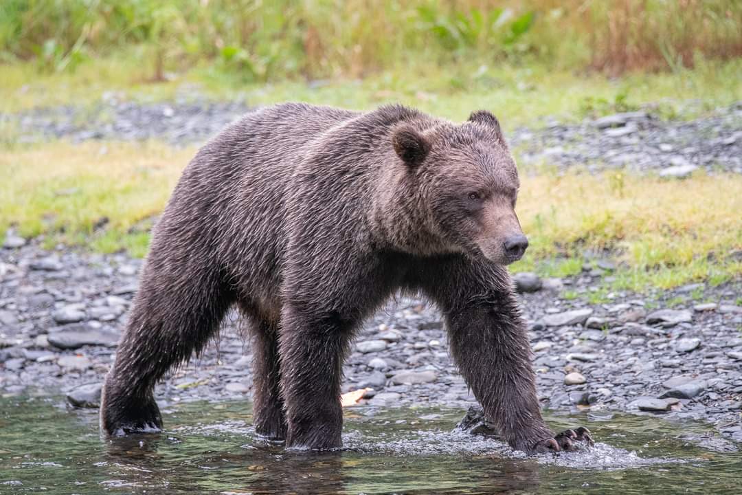 An important part of our Alaska workshops are the opportunities to photograph wildlife. I love to mix landscape photos with the animals that we encounter, especially the bears. 

This is a beautiful young bear that we found while we were at the Russian River on the incredible