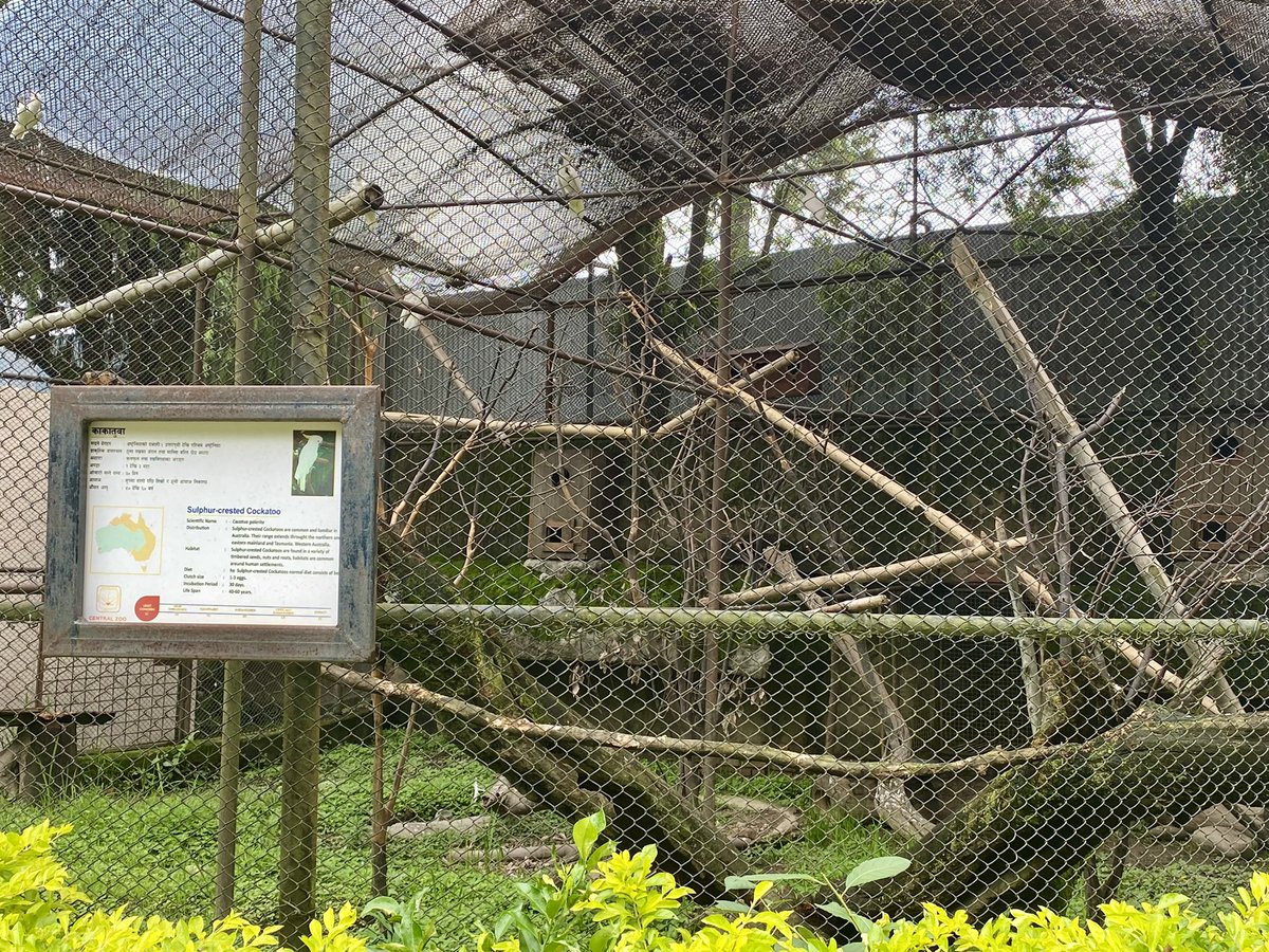AusAmbNP's tweet photo. A visit to the Central Zoo with 🙏🏼 to @NTNCNepal. With great dedication & expertise #NTNC is supporting rescued/endangered animals (incl from 🇦🇺). The zoo welcomes a million visitors yearly & #NTNC provides conservation education to🇳🇵students & 🇦🇺undergrads thru @NewColomboPlan https://t.co/ilJuYORzcI