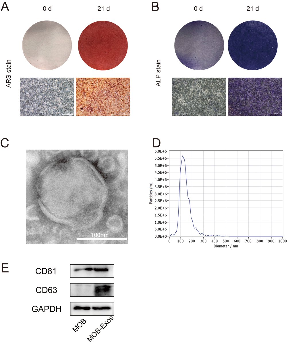 JasmineChow0705's tweet photo. 😺#FBL -Vol. 29 Iss. 8
"#Exosomal miR-423-5p Derived from Mineralized Osteoblasts Promotes #Angiogenesis of Endothelial Cells by Targeting #CXCL10" by Dr. Feng Long, et al
Full paper: https://t.co/kXWuPXzXLY https://t.co/WGX0YfzdX8