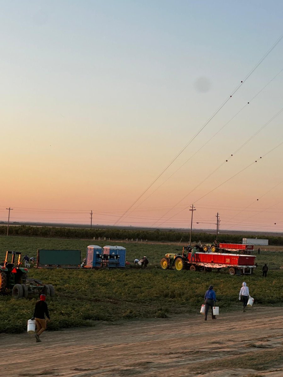These tomato workers start their day at 530am in Los Banos CA. They only work 4-5 hours a day to avoid the high temps each day. Thanks to their union contract they earn 7 cents more for each bucket they pick, &amp; the average picker picks 200 buckets a shift. #WeFeedYou Via the UFW.