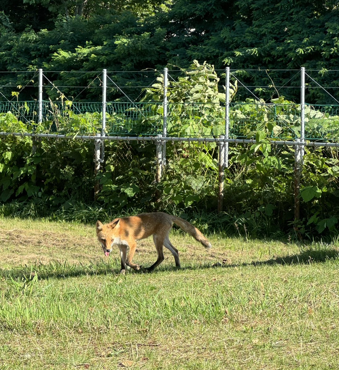 kozou1010's tweet photo. 今まで8とかSEだったんだけど。

15proになりまして❕
写真めちゃくちゃ綺麗だわw https://t.co/Bxoi13GJtD