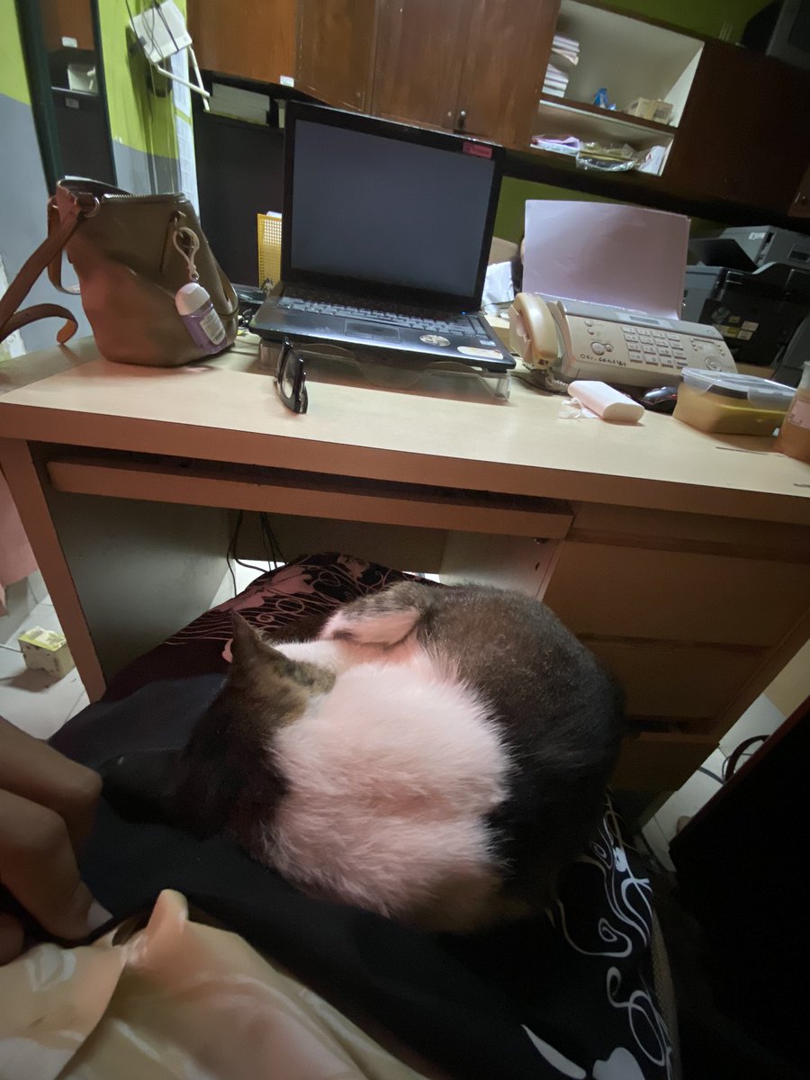 smochenk's tweet photo. POV ngantor pagi ini.
Ferguso, kucing kantor yg udh uzur skrg makin ga selera makan maunya tidur dan di pangkuan kayak gini. 
Kadang pen nangis liatnya ky sendu gt dia bawaannya 🥲 https://t.co/0B22GwyjVg