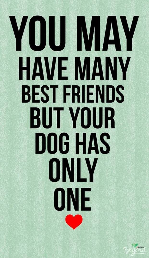 Airfemale14's tweet photo. ๐ค #Dogs ๐ #GalsBestFriend โจ๏ธ https://t.co/TdF7oen9Ef