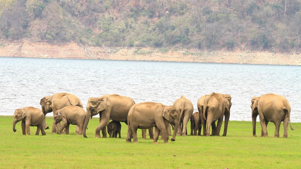 Mdmujassim11's tweet photo. Today is the day for Elephant 🐘 
Heaviest land animal 
As a wildlife student we know Elephants are 100 times more dangerous than 🐅 or 🦁 
#WorldElephantDay2024 
#WorldElephantDay 
#Paris2024 #Olympics https://t.co/XkfnMySgmr