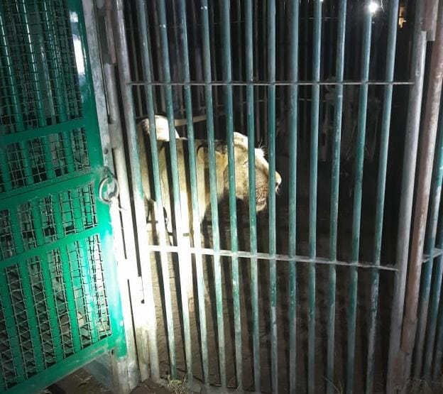 DDNewsGujarati's tweet image. રાજુલા વનવિભાગ અને ખાંભા વન વિભાગ દ્વારા પાઠડા સિંહનું કર્યું રેસ્ક્યુ 

#Lion #rajula