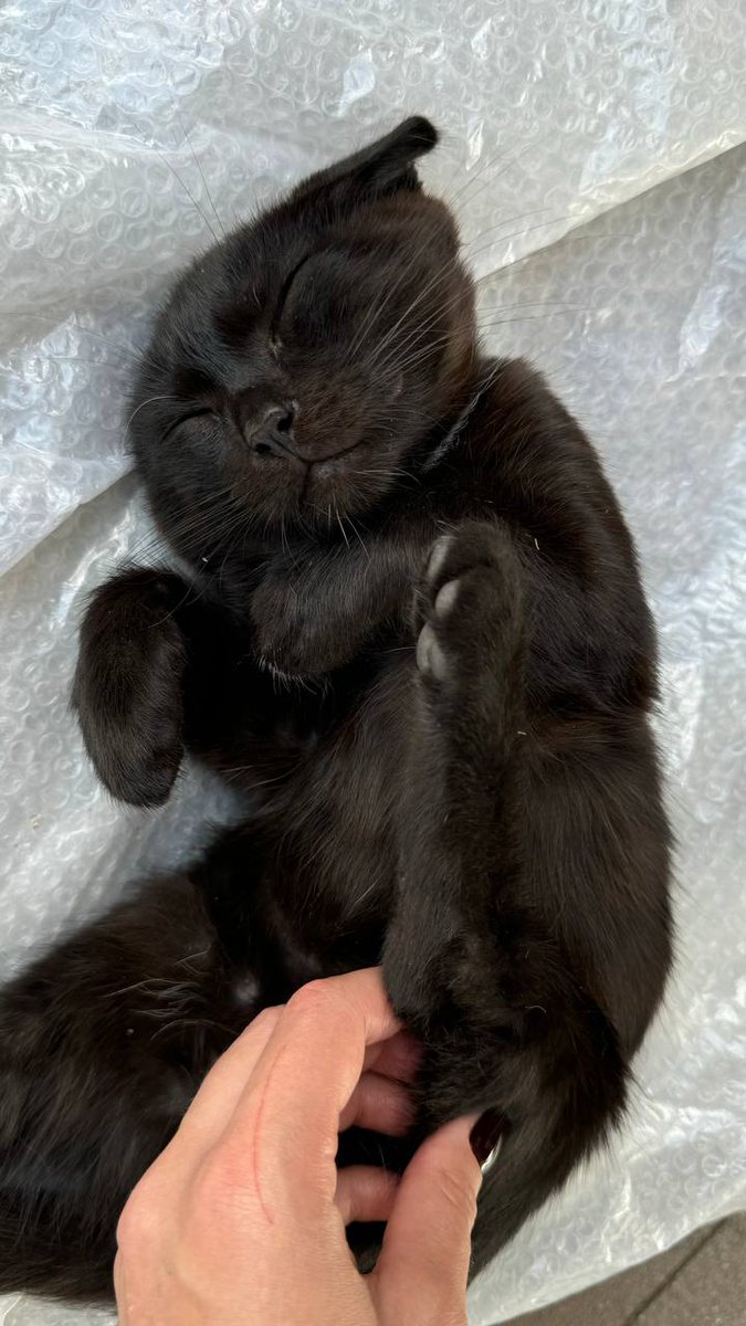 Sayravem's tweet image. #Київ з доставкою по Україні 
Чорний хлопчик, лагідний, розумний, ще зовсім маленький, шукає родину.
Будь ласка, напишіть, якщо можете взяти його собі.
Тільки у відповідальні руки.
Всім необхідним забезпечимо.