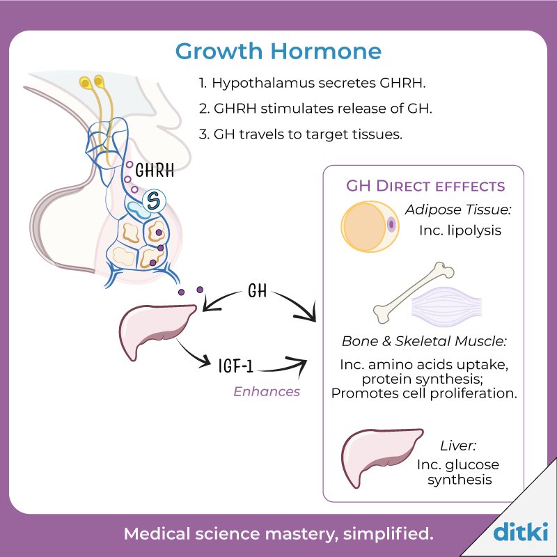 What are some of the indirect effects of growth hormone (GH)?

Learn more: l8r.it/OPtg

#ditki #physiology #growthhormone #meded #endocrine #medicalscience #biology #cellbio #humanbio #humanphysio #pathology #usmle #comlex #physicianassistant #advancednursing