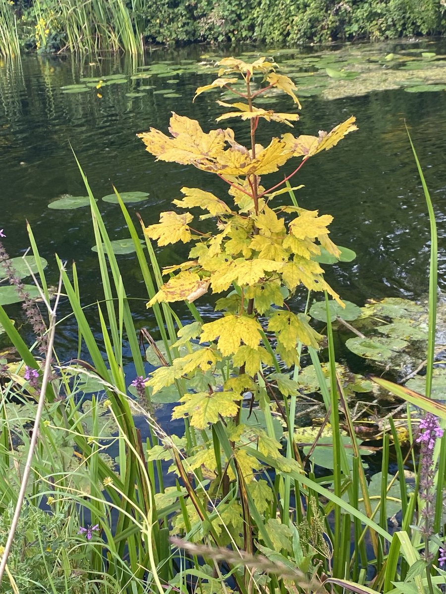 Linda FitzGerald tweet media