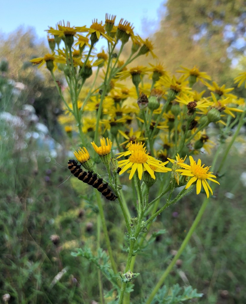 42ndStreetmcr's tweet image. Some beautiful nature shots captured in Trafford during a recent session of our Nature Connection Group⁠
⁠
#NatureConnection #Nature #NatureGroup #NatureRest #CreativeRest #5WaysToWellbeing #7TypesOfRest⁠