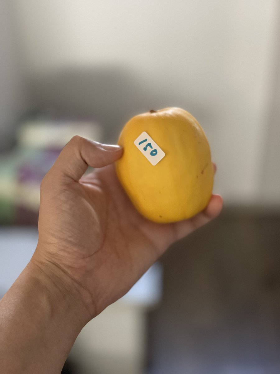 八百屋でゲットしたマクワウリ！まくわうり刑事を思い出した🤣