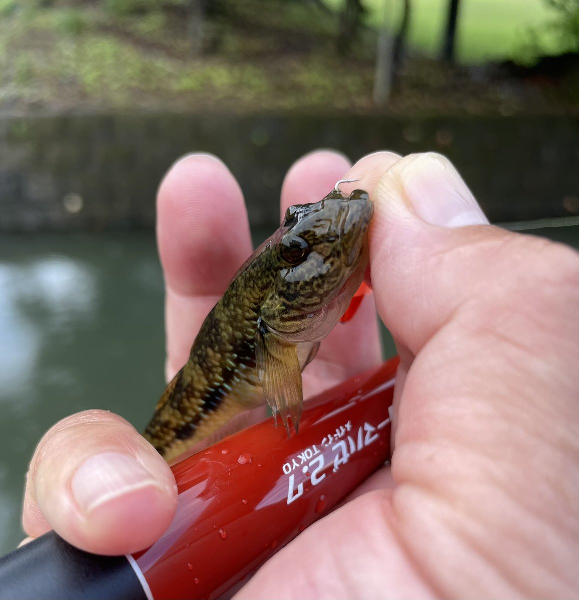 TakeaChance___'s tweet photo. 午前中のポイント探索！本当は夜中きら出発して、#ペルセウス座流星群 撮影も！っも思っていたのですが、生憎の曇りで断念。普通に起きて、クロダイと二刀流で行ってきました😃
とりあえず新しいポイント発見！水が良くなったら、もっと釣れそうな気もするような🧐
#トーキョーマハゼ 
#奄美ハゼ探索 https://t.co/W0rSTpzvNo