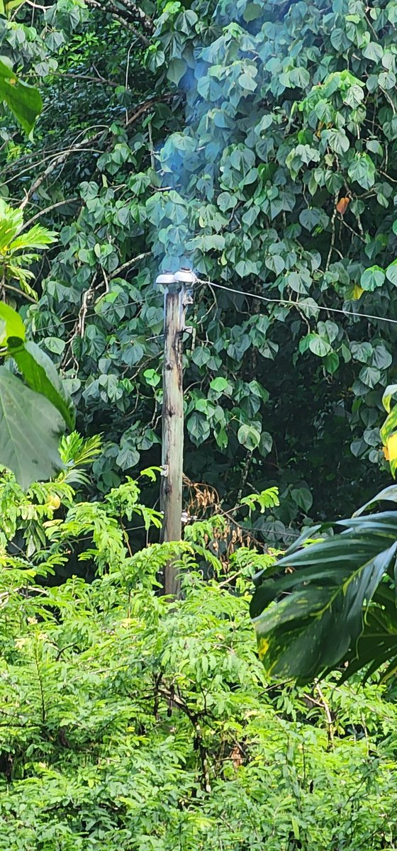 mjertweets's tweet photo. @myJPSonline @darylvazmp @OurJamaica This pole was on fire early in the morning (7:30am). It was reported to @myJPSonline via the app and phone calls. We were told within 2hrs. Remember it's fire on a pole with high tension wires. At 4pm this is what obtains. Still no JPS at 10pm https://t.co/nI6VFAbCZj