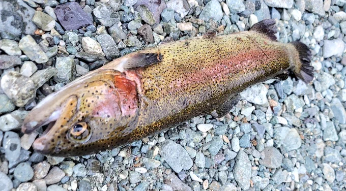放流された最大個体をダートマジックみたいにブドウムシ動かして釣った