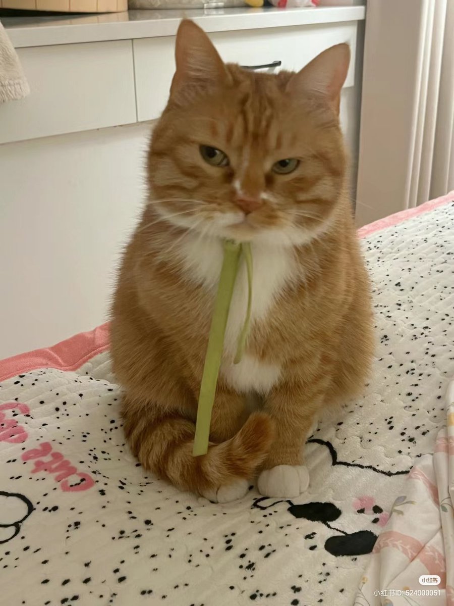 No Context Cats tweet media