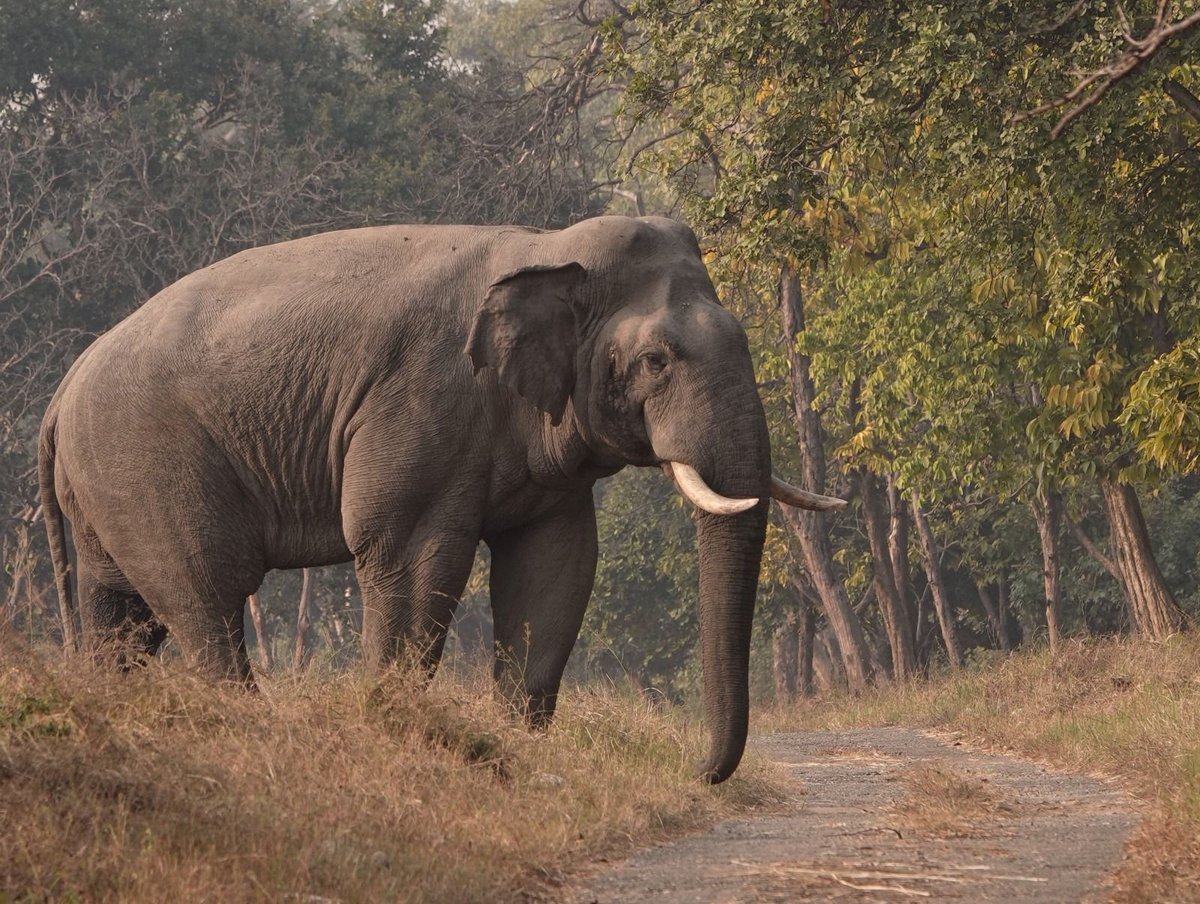 narendramodi's tweet image. World Elephant Day is an occasion to appreciate the wide range of community efforts to protect elephants. At the same time, we reaffirm our commitment to doing everything possible to ensure elephants get a conducive habitat where they can thrive. For us in India, the elephant is…