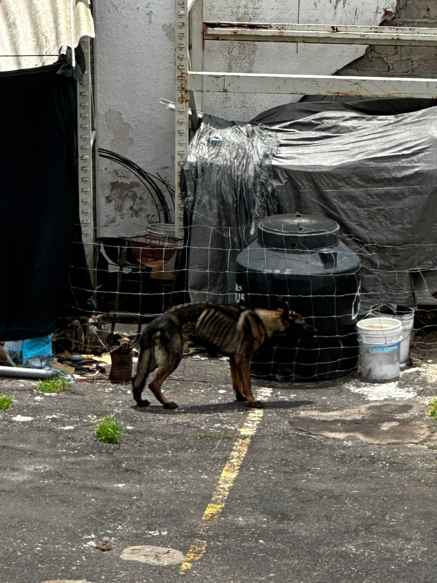 Trafico_ZMG's tweet photo. Vecinos de la colonia Loma Bonita, refieren que sobre la calle Montemorelos, Zapopan, se encuentra un perro en malas condiciones
@ProtAZapopan Pedimos su atencion en el reporte
#DenunciaZMG https://t.co/xe2SC7ugHy