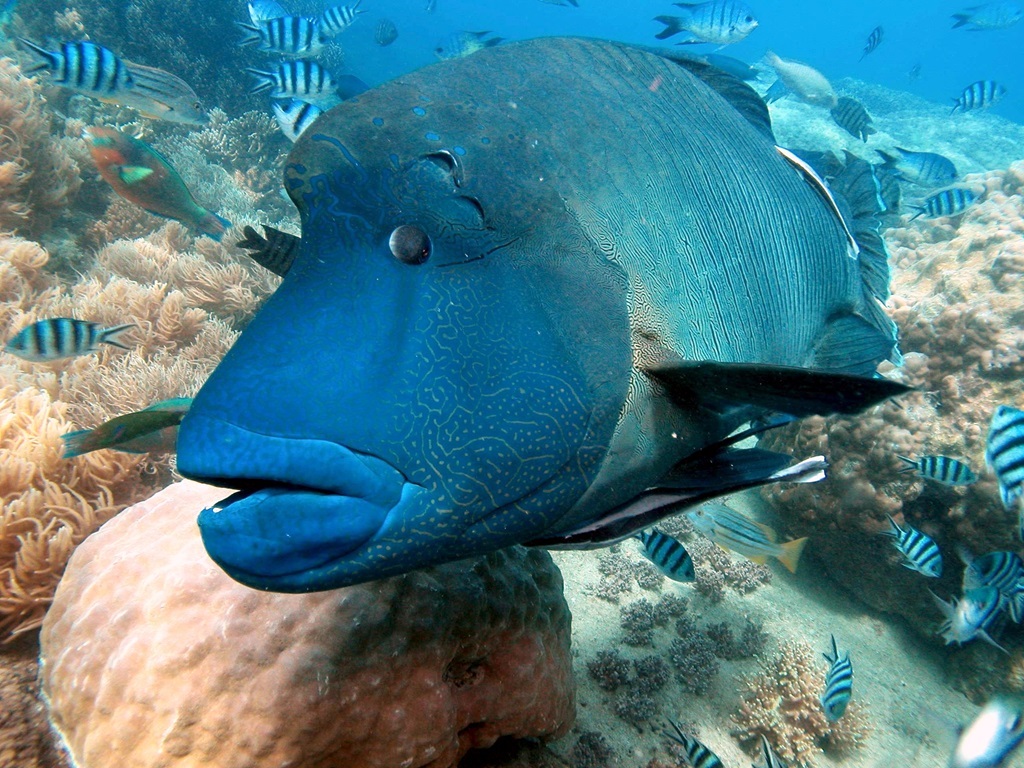 Cumberlandch's tweet photo. Visiting the Great Barrier Reef? 🌊 The Environmental Management Charge (EMC) is a small fee collected by tour operators and keeps this natural wonder thriving for future generations! 🌿🐠

👉https://t.co/qLKoB4yANb 

 #GreatBarrierReef #Conservation #SustainableTourism https://t.co/FkNKKpWMFX
