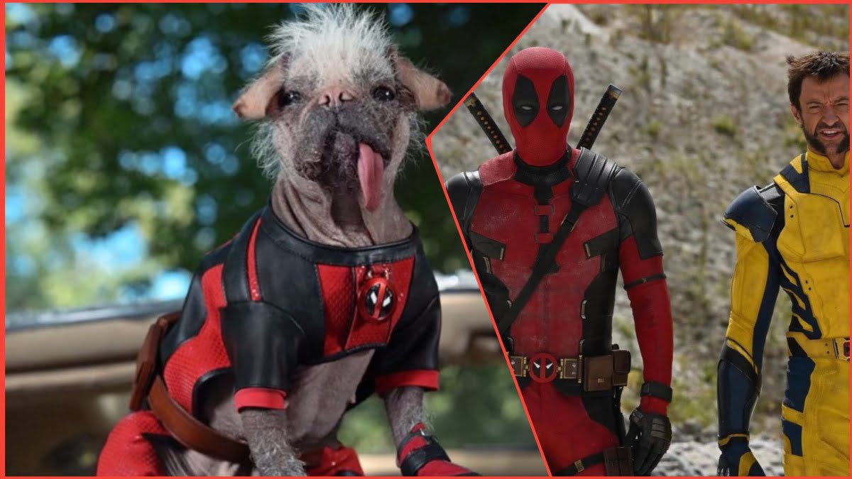 JoshCutlerLICSW's tweet photo. Just saw Deadpool &amp; Wolverine at the theatre.  Dogpool definitely stole the show!

Peggy, a 5-year-old pug and Chinese crested mix with a protruding tongue, was rescued by a family before winning the title of Britain's Ugliest Dog in 2023 and being cast as Dogpool. https://t.co/kcw3QC9BKx