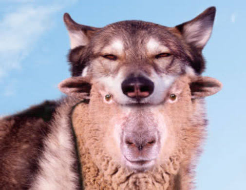 lorabarelanches's tweet image. eu fingindo que sou o cão sendo que sou uma coitada