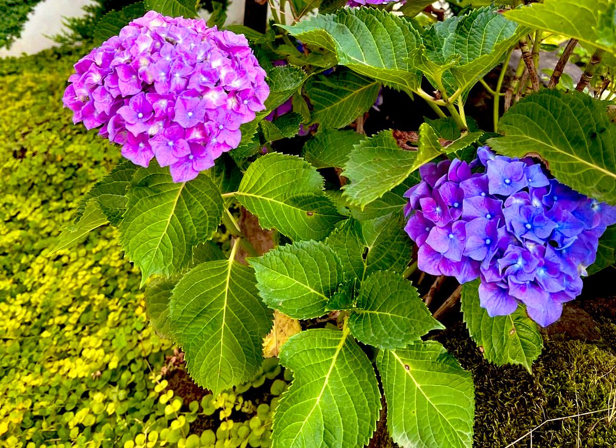dr_pariissa's tweet photo. #Hydrangea_macrophylla
#گل_ادریسی
#متل_قو https://t.co/xJ6zqy2izl