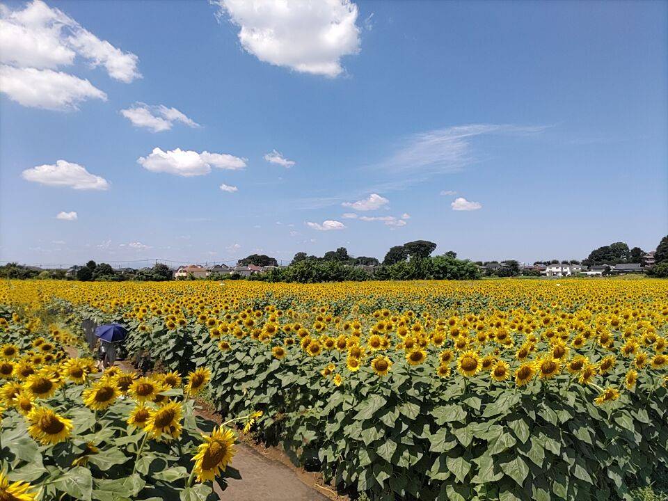 あの夏と海と空と