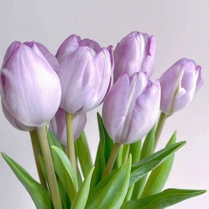 bobooooooho's tweet photo. ୨୧ purple is literally the prettiest color  ୧ ‧₊ https://t.co/gQGDl0kkrW