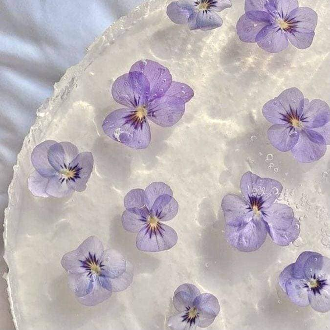 bobooooooho's tweet photo. ୨୧ purple is literally the prettiest color  ୧ ‧₊ https://t.co/gQGDl0kkrW