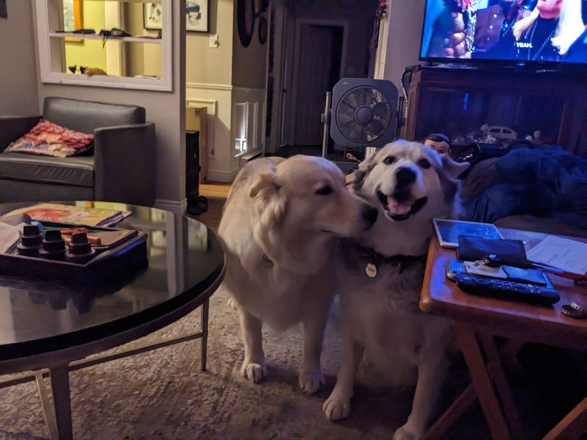 look of the doggies 🙂