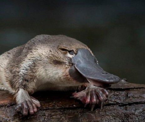 FriendlyPVT's tweet image. You chew your food with your teeth

I chew my food with some gravel I found

We are not the same