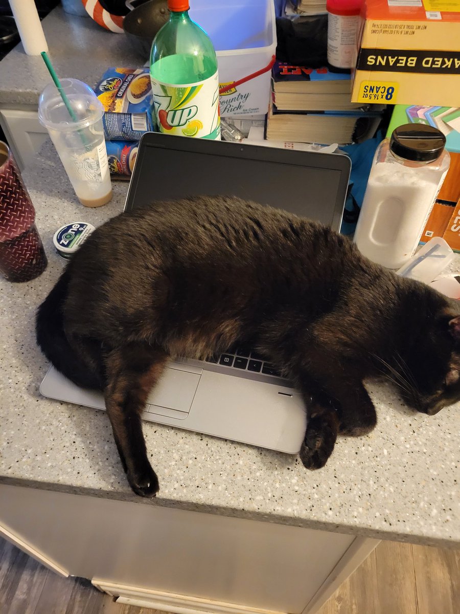 My cat Berry saying I've been working on the computer long enough